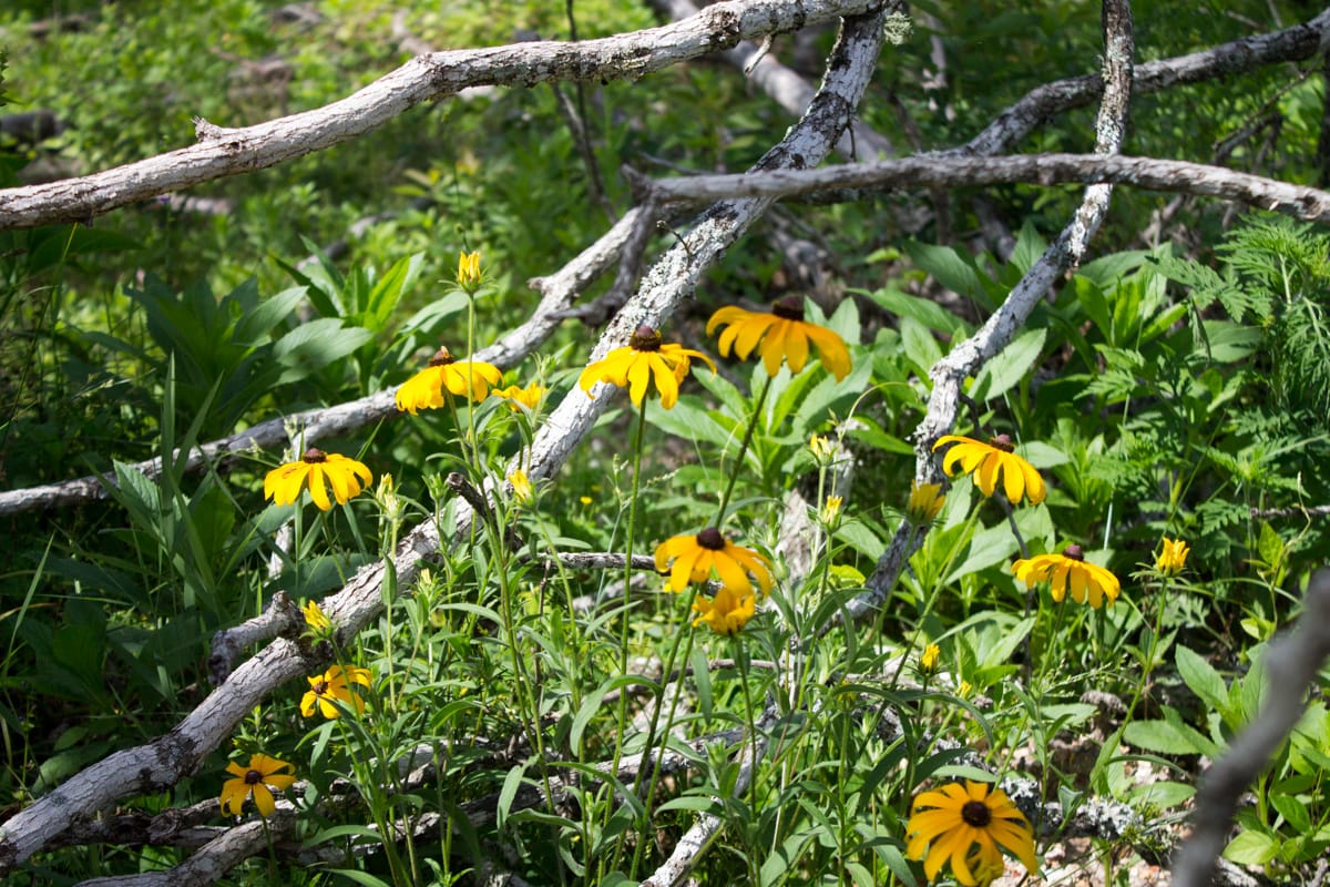 Timber Crossing Tract 15 photo 4