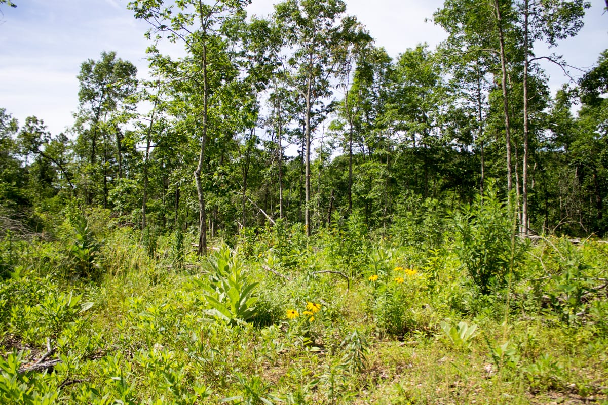 Timber Crossing Tract 15 photo 5