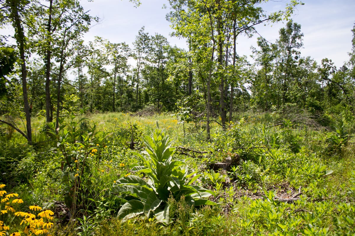 Timber Crossing Tract 15 photo 6