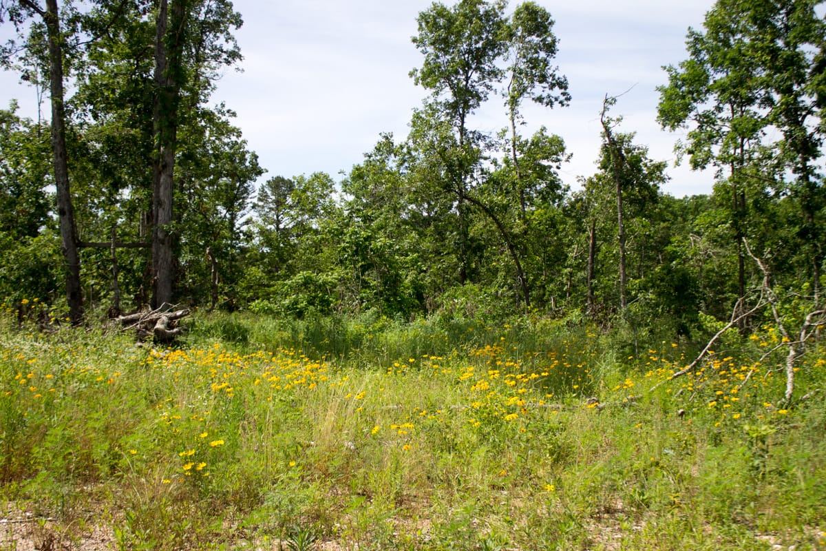 Timber Crossing Tract 15 photo 7