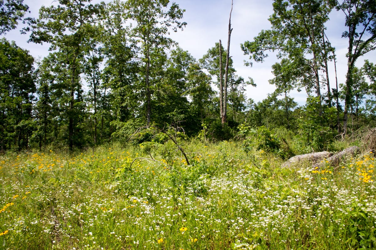 Timber Crossing Tract 15 photo 8