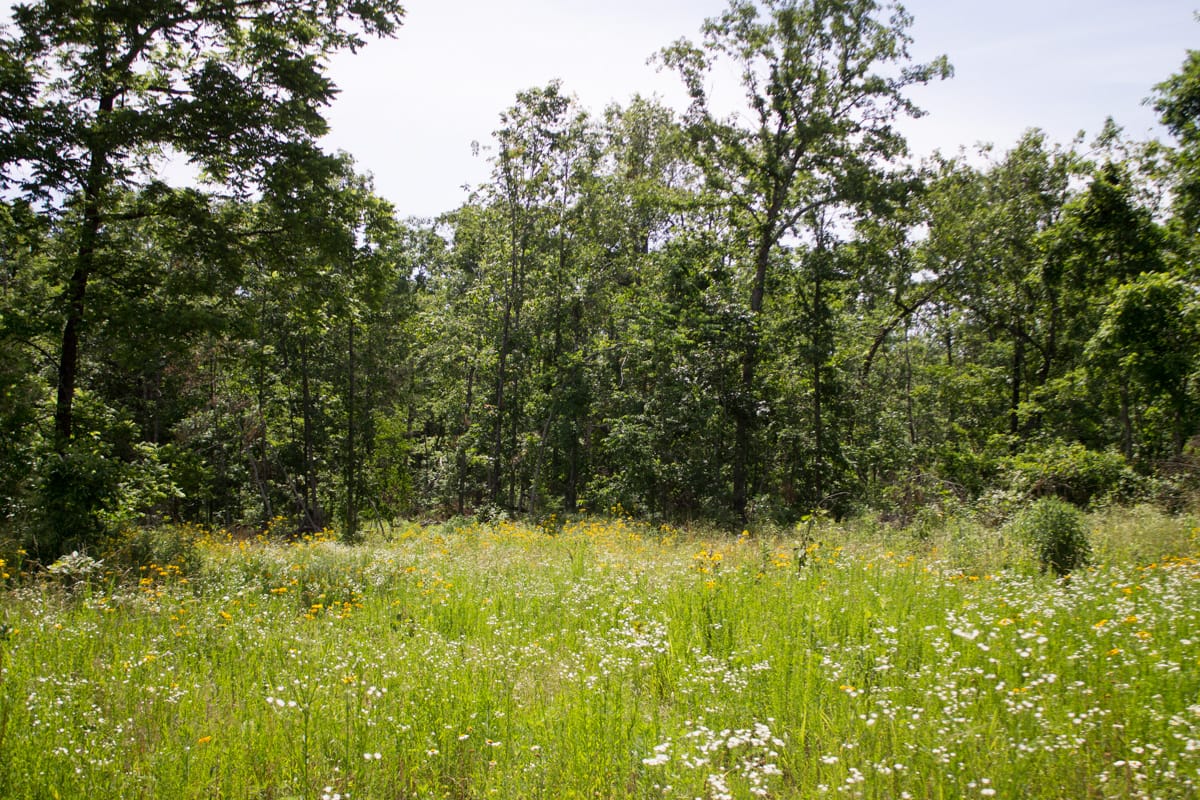Timber Crossing Tract 15 photo 9
