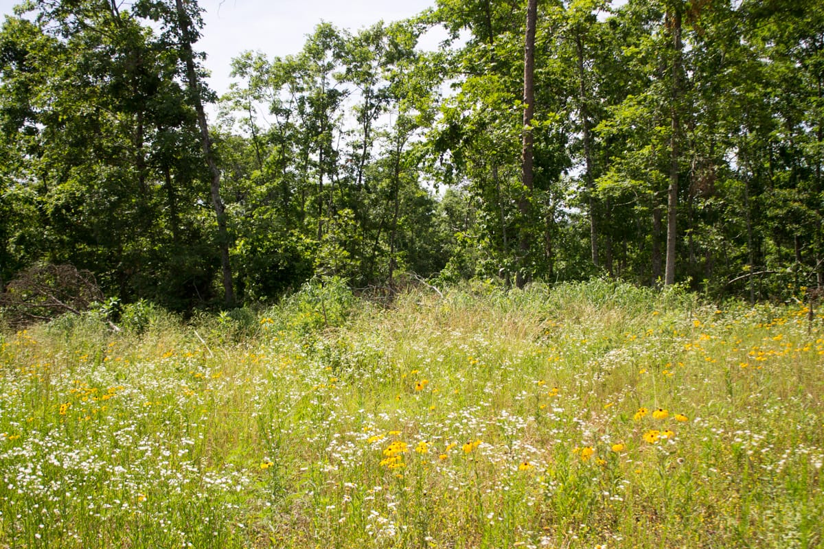 Timber Crossing Tract 15 photo 10
