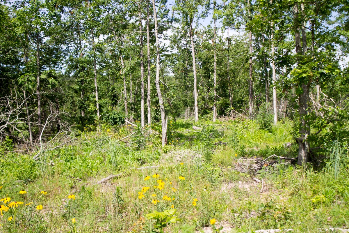 Timber Crossing Tract 15 photo 12