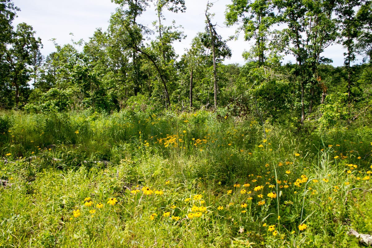 Timber Crossing Tract 15 photo 14