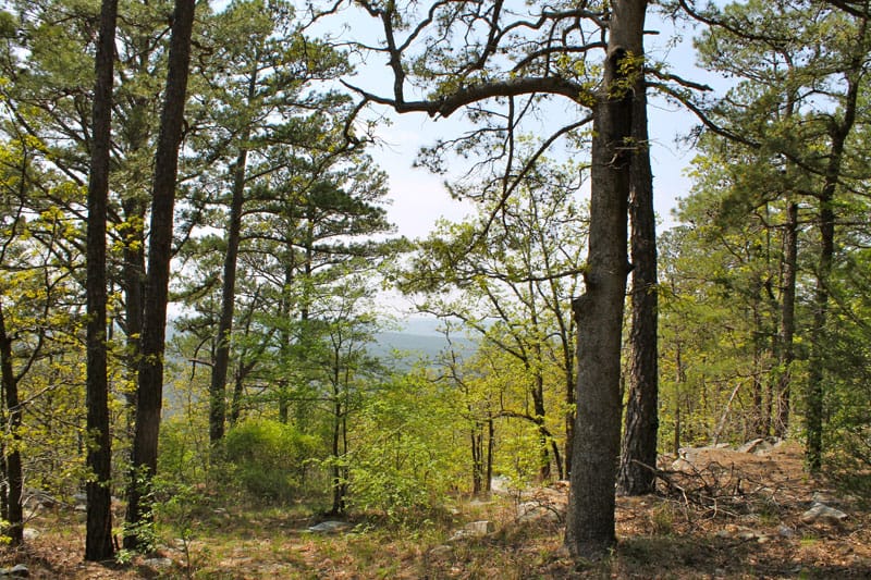 Kiamichi Wilderness Tract 314 photo 2