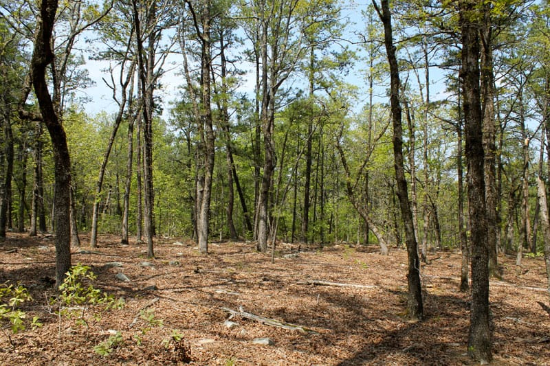 Kiamichi Wilderness Tract 314 photo 6