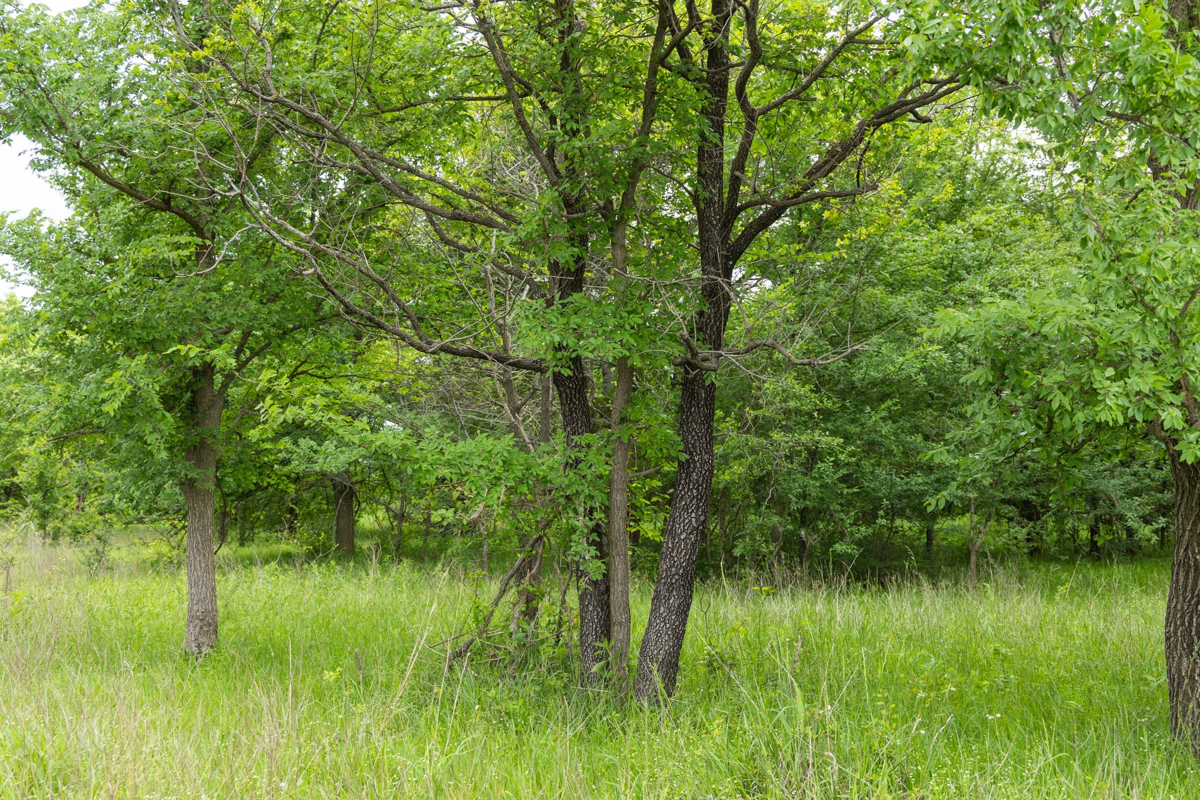 Harmony Hills Tract 17 photo 8