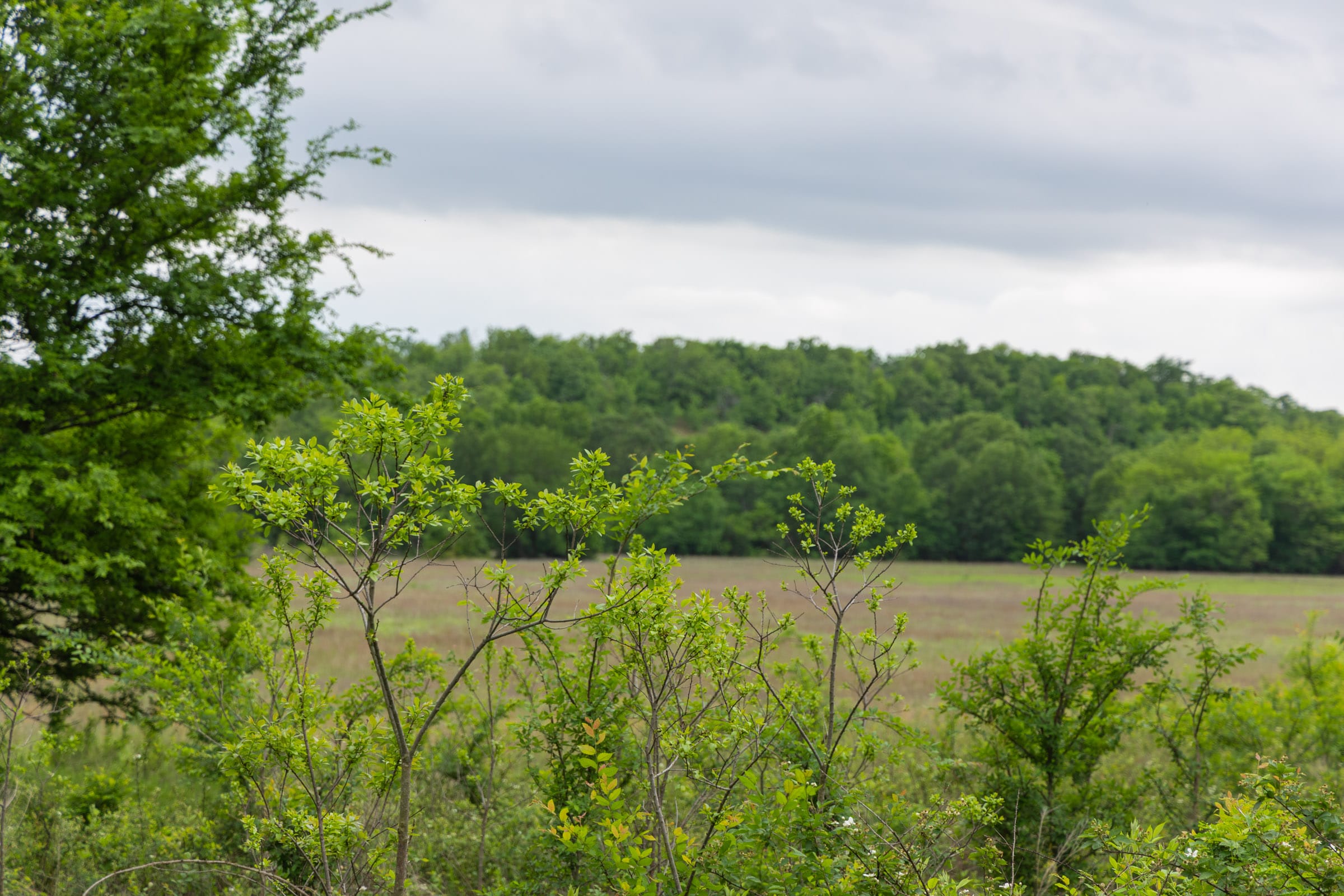 Harmony Hills Tract 17 photo 5