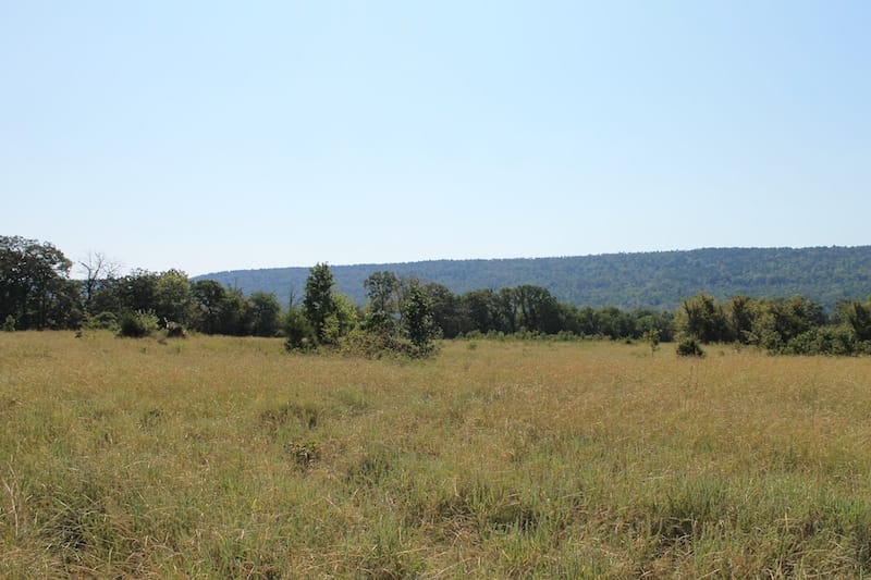 Daisy Meadows Tract 23 photo 2