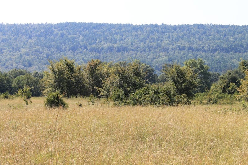 Daisy Meadows Tract 23 photo 3