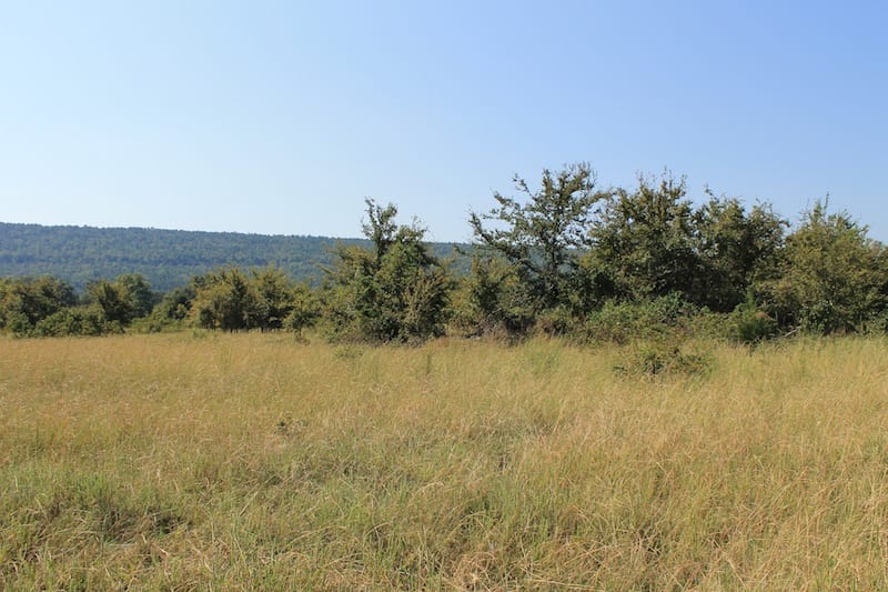 Daisy Meadows Tract 23 photo 4
