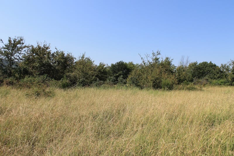 Daisy Meadows Tract 23 photo 5
