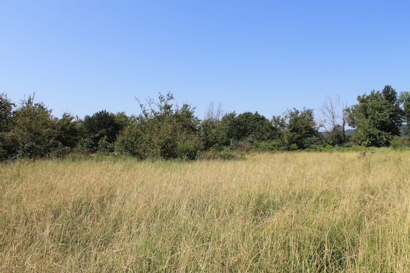 Daisy Meadows Tract 23 photo 6
