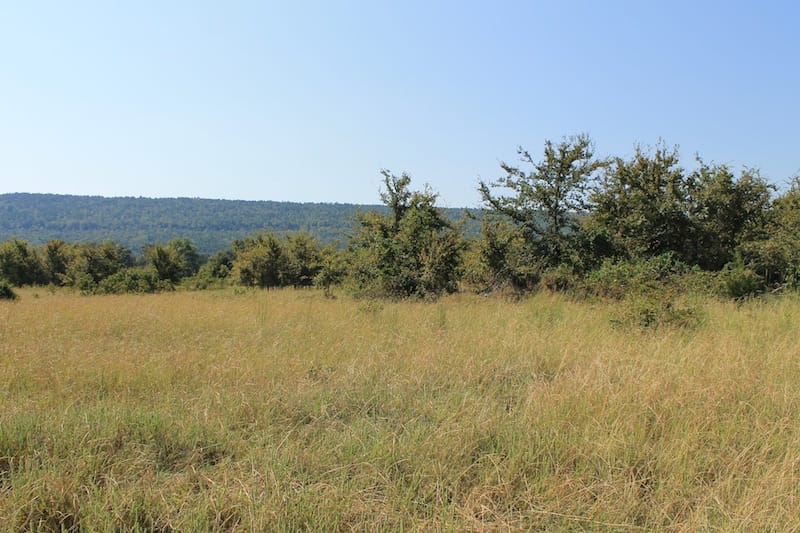 Daisy Meadows Tract 23 photo 7