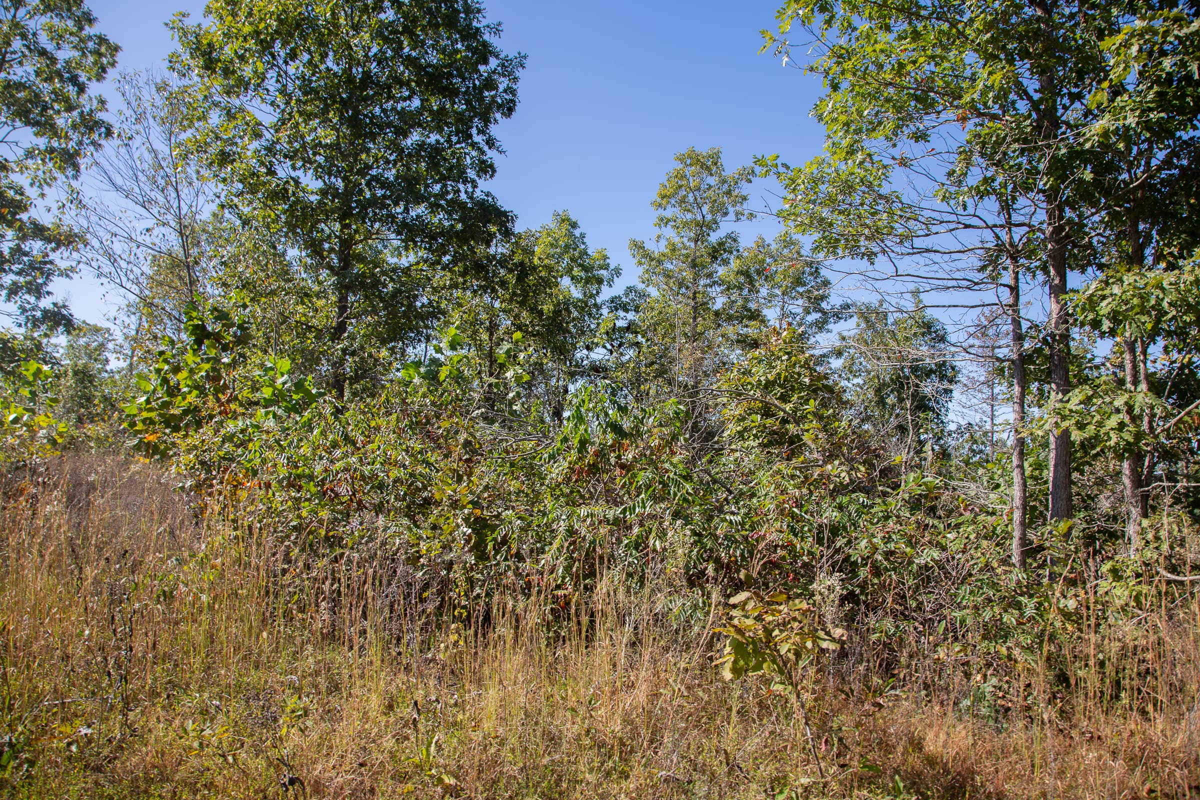 Borgmann’s Hollow Phase III Tract 102 photo 8