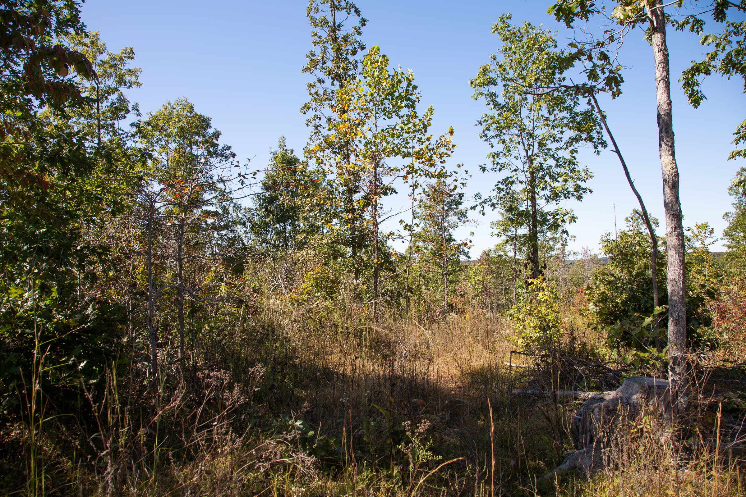 Borgmann’s Hollow Phase III Tract 102 photo 10