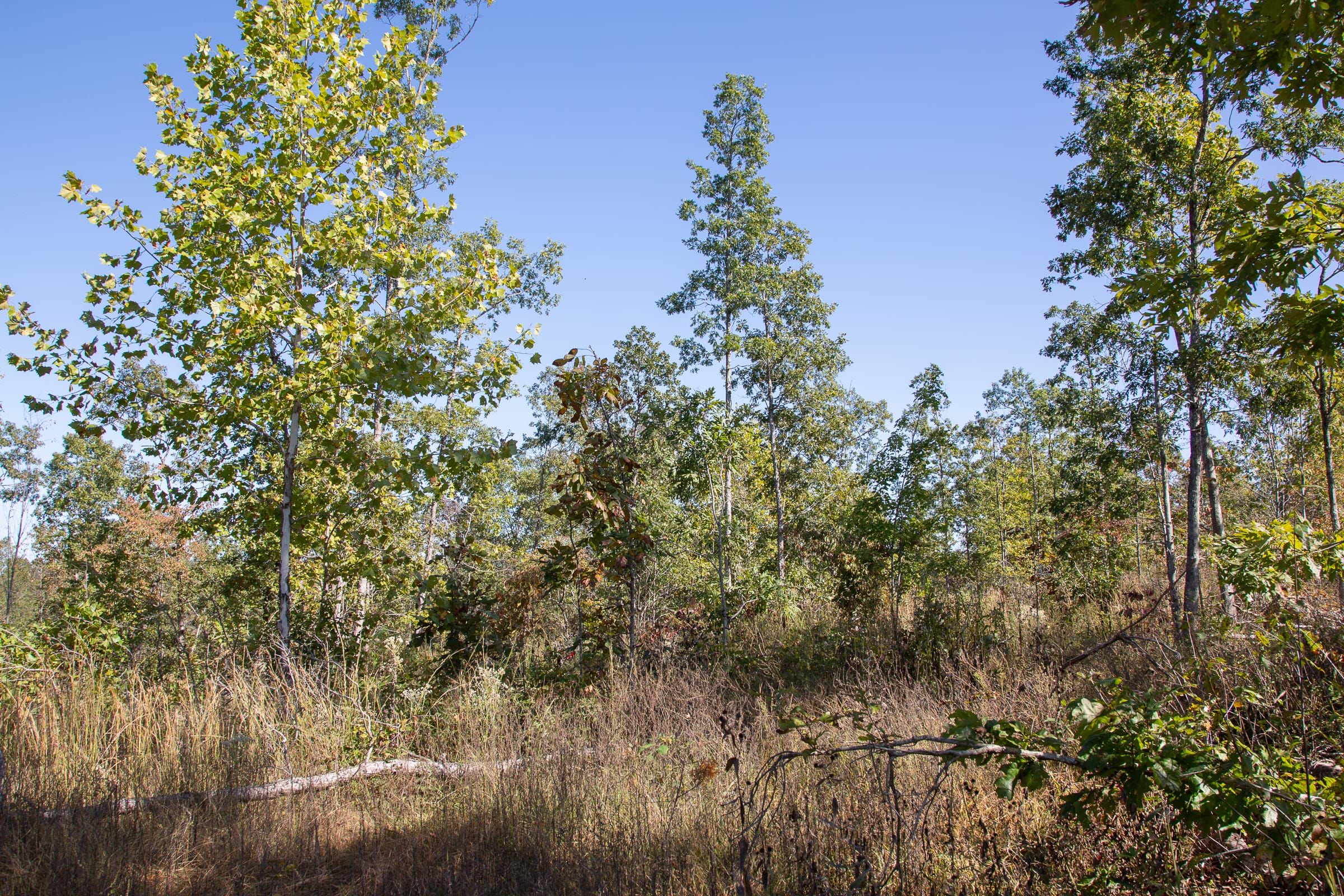 Borgmann’s Hollow Phase III Tract 102 photo 11