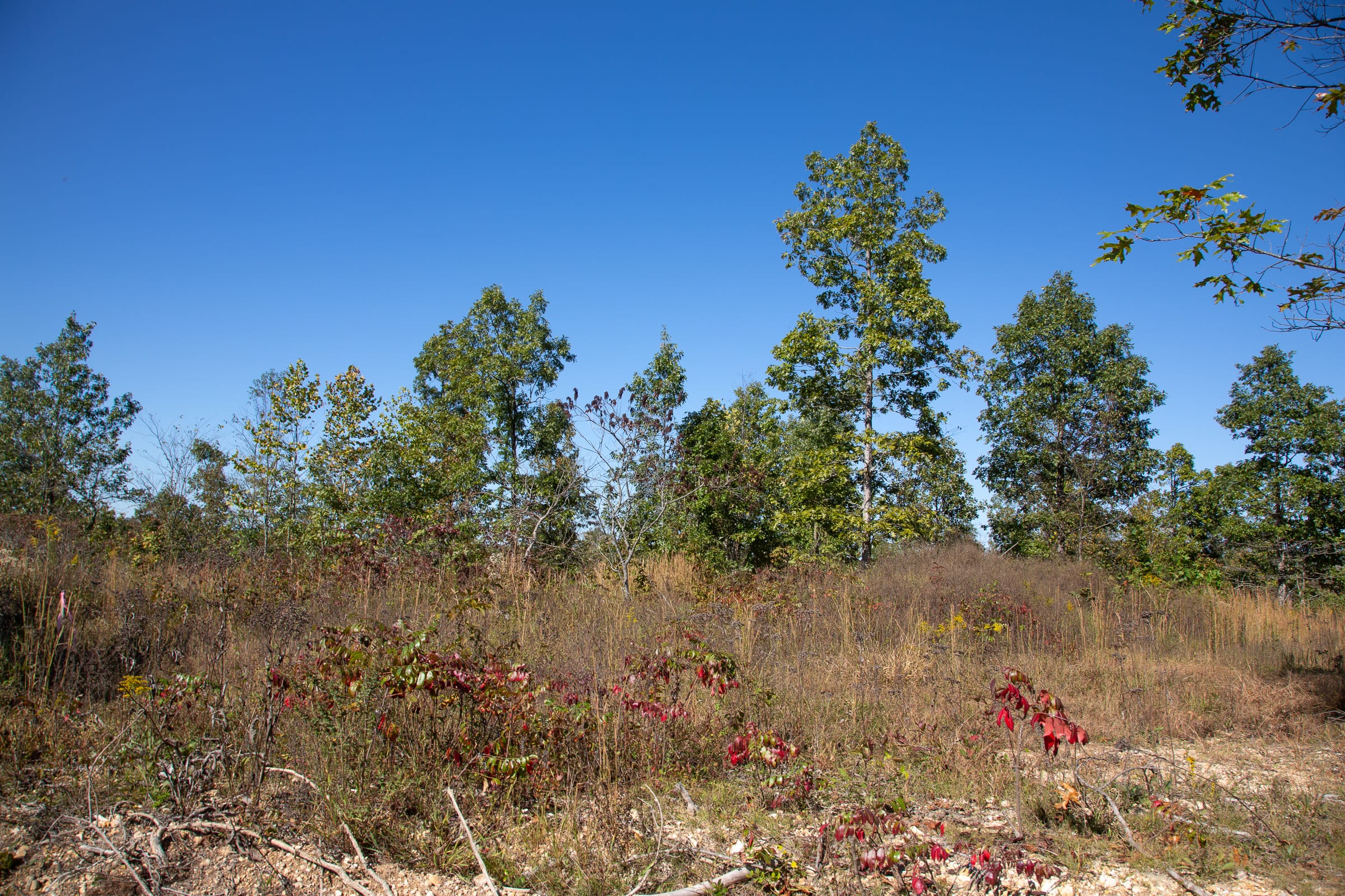 Borgmann’s Hollow Phase III Tract 102 photo 12