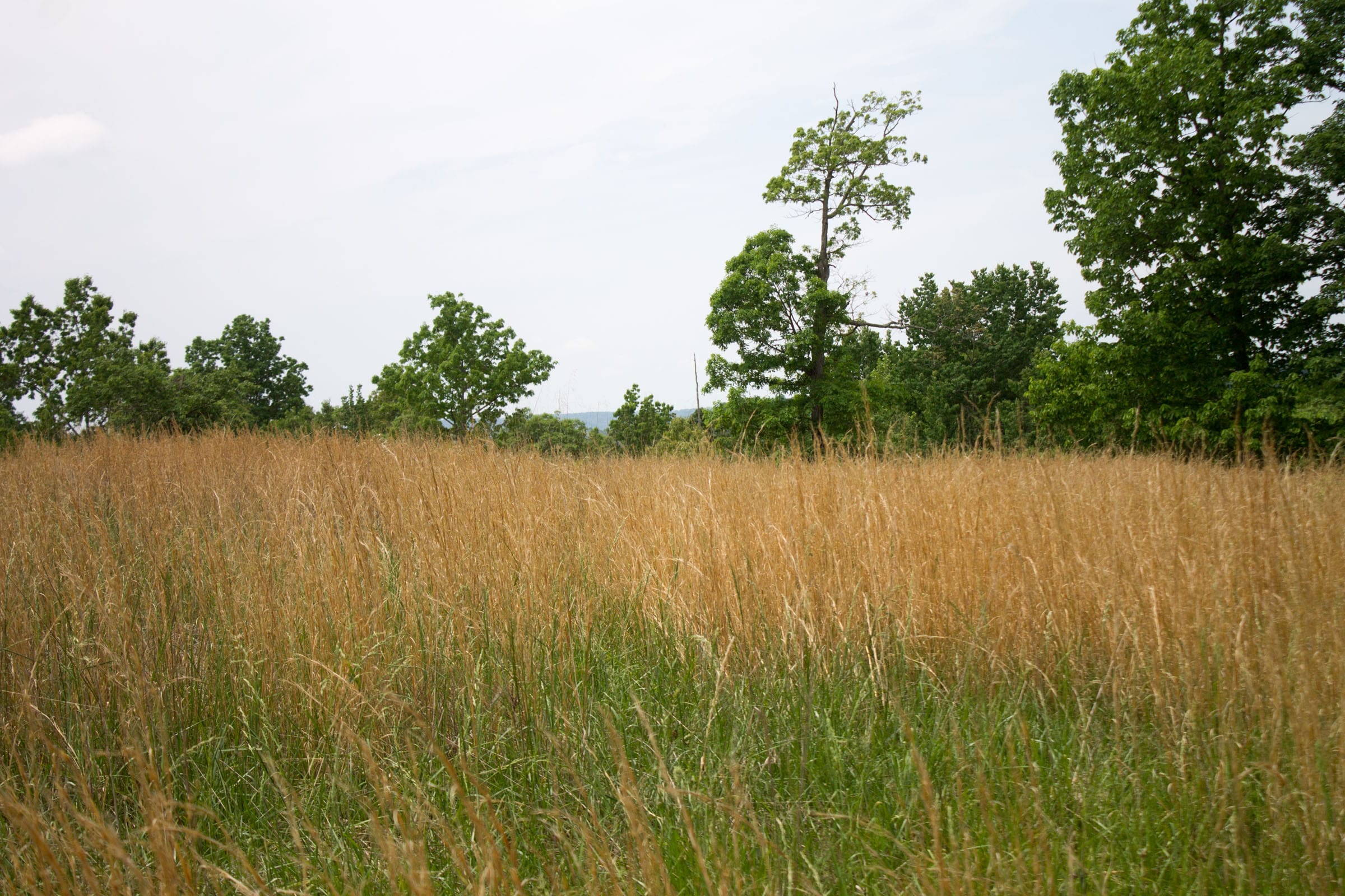 Laurel Ridge Tract 15 photo 2