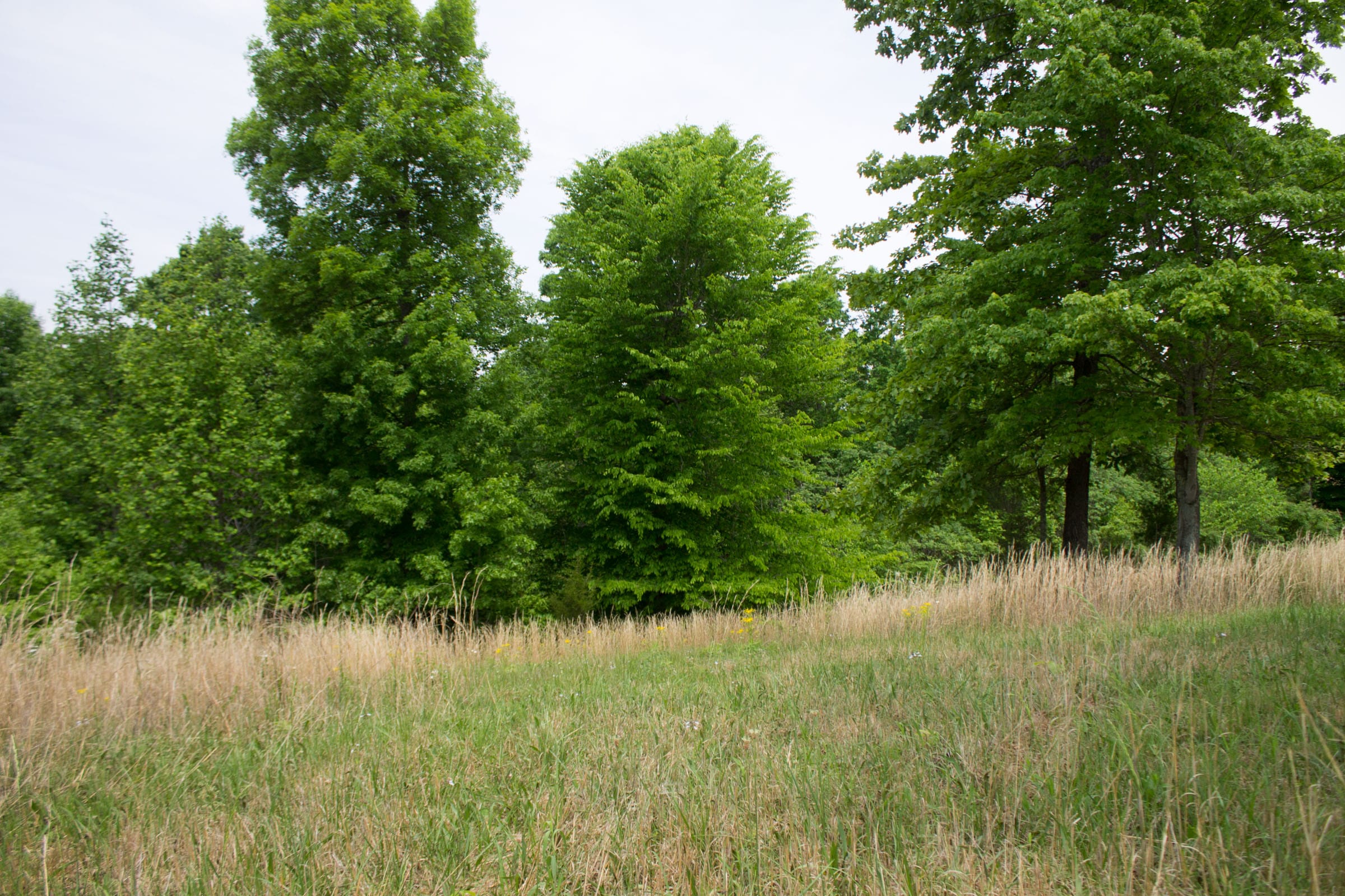 Laurel Ridge Tract 15 photo 3