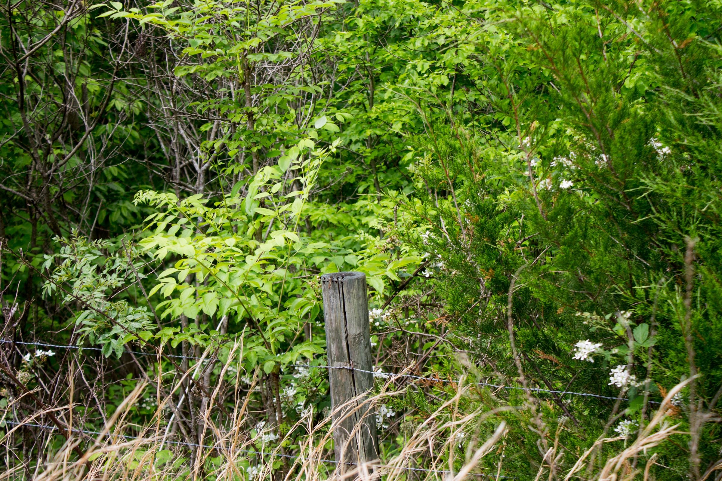 Laurel Ridge Tract 15 photo 7