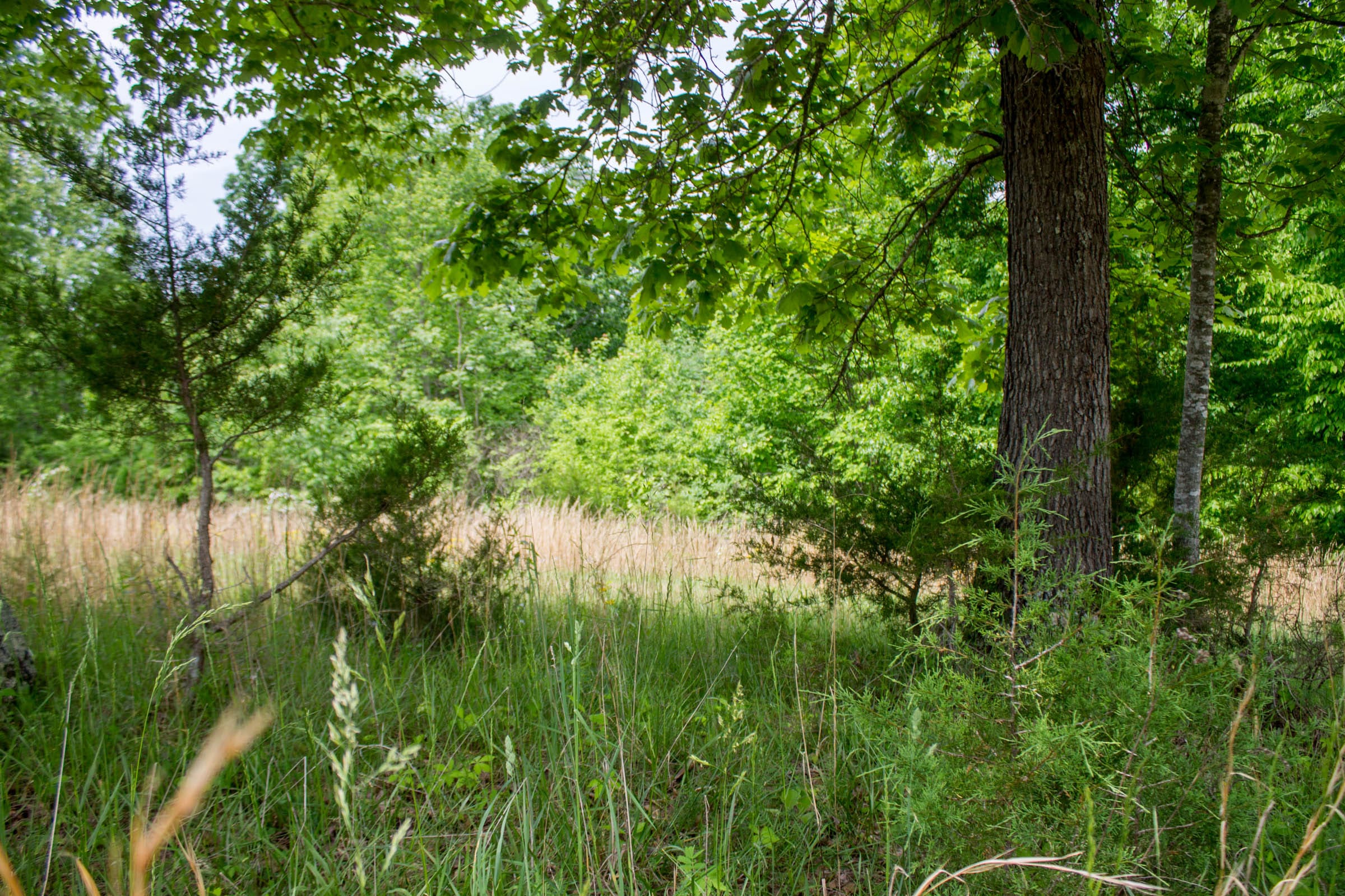 Laurel Ridge Tract 15 photo 8