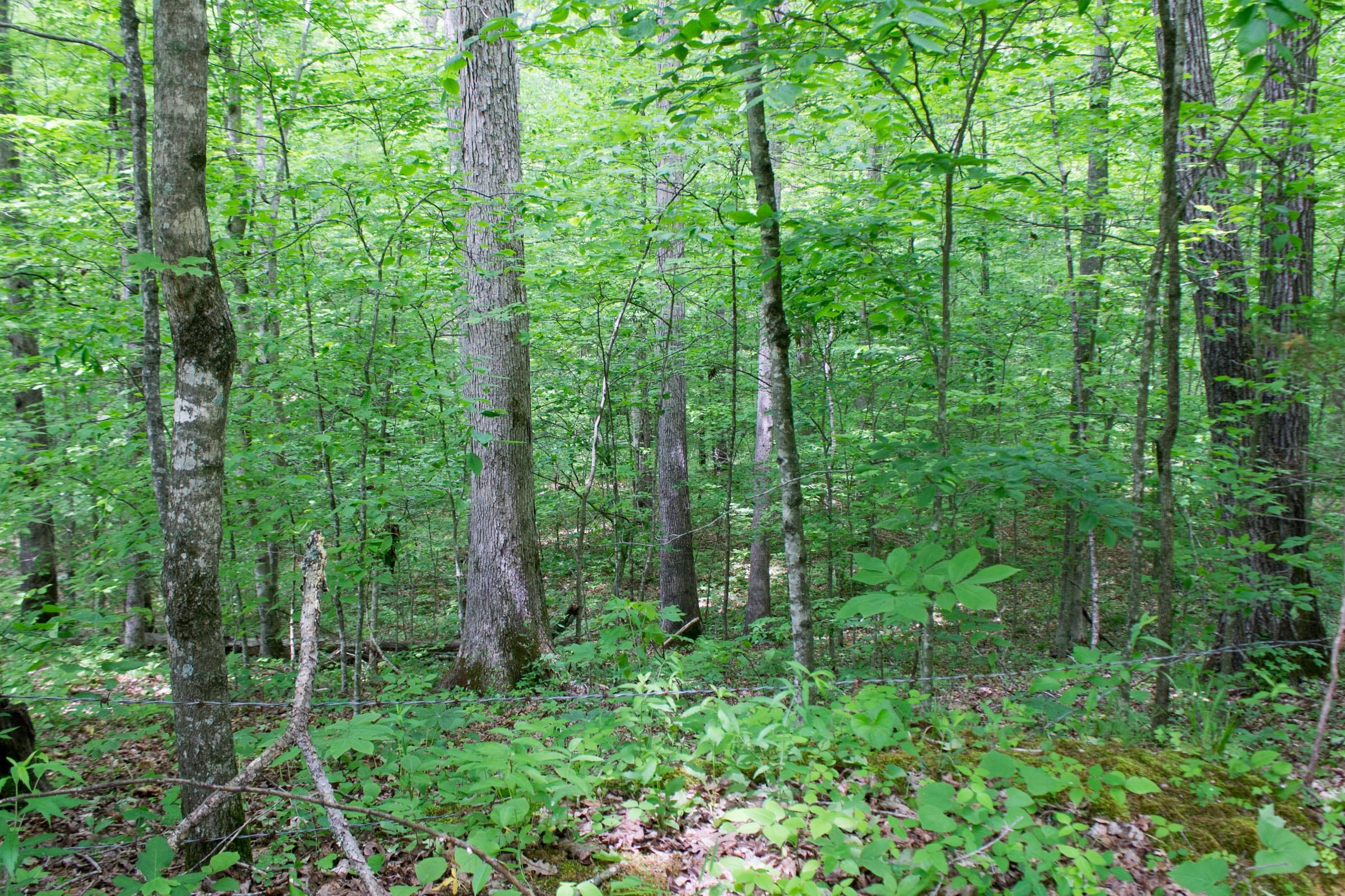 Laurel Ridge Tract 15 photo 10
