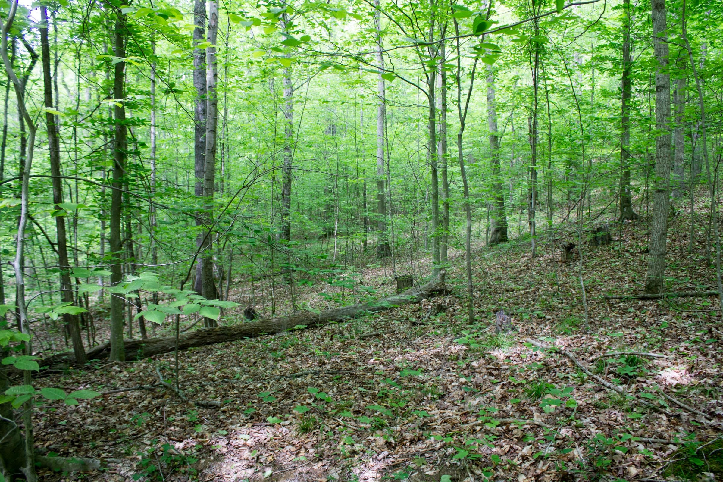 Laurel Ridge Tract 15 photo 12