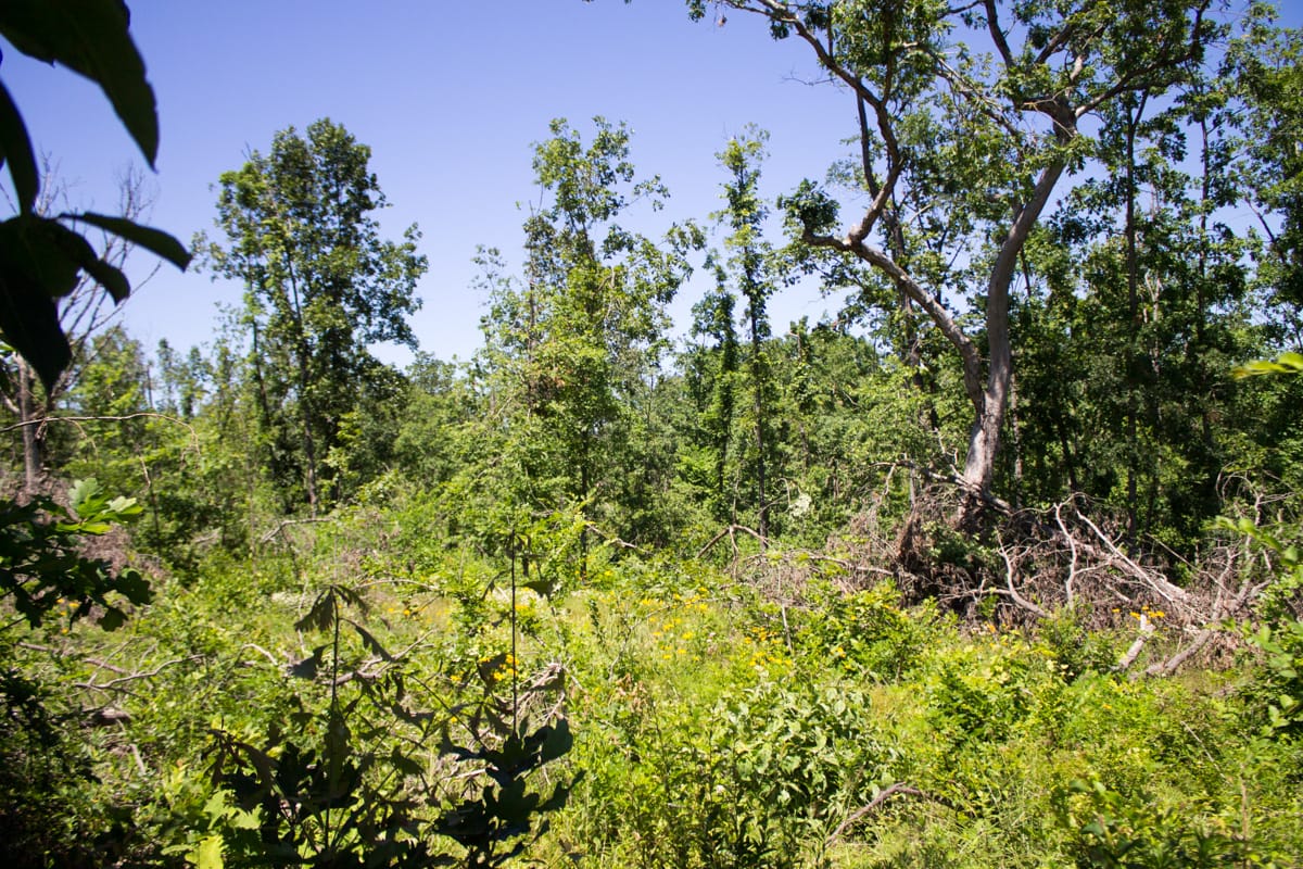 Timber Crossing Tract 11 photo 2