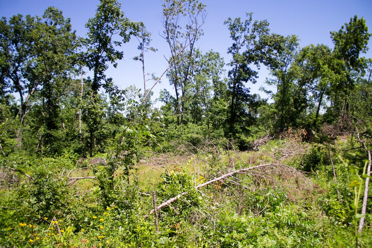 Timber Crossing Tract 11 photo 3