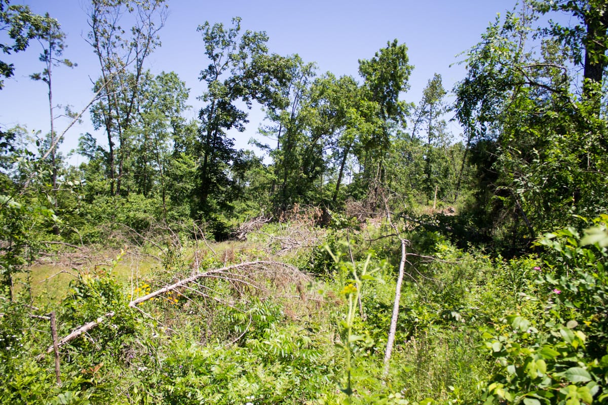 Timber Crossing Tract 11 photo 5