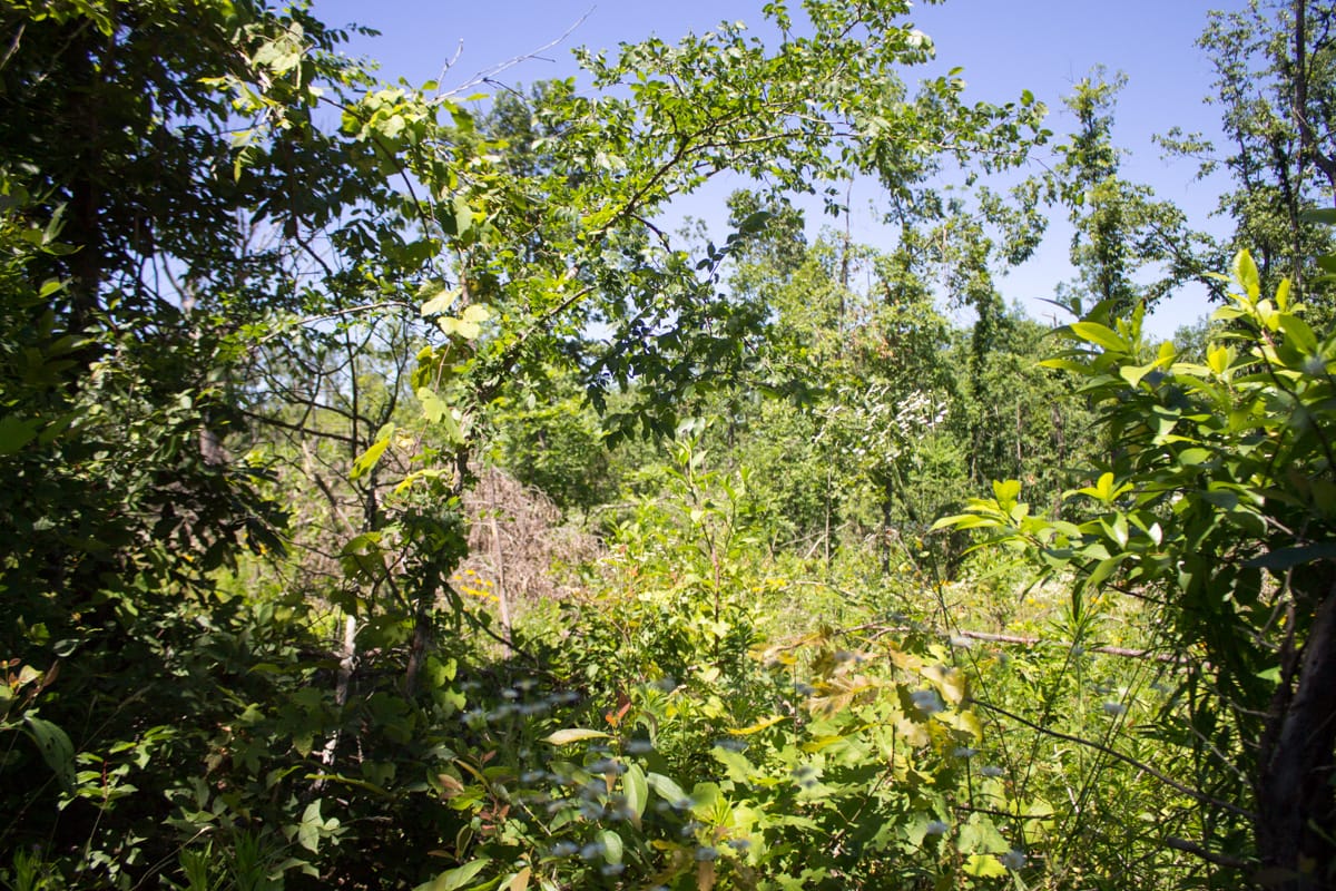 Timber Crossing Tract 11 photo 6