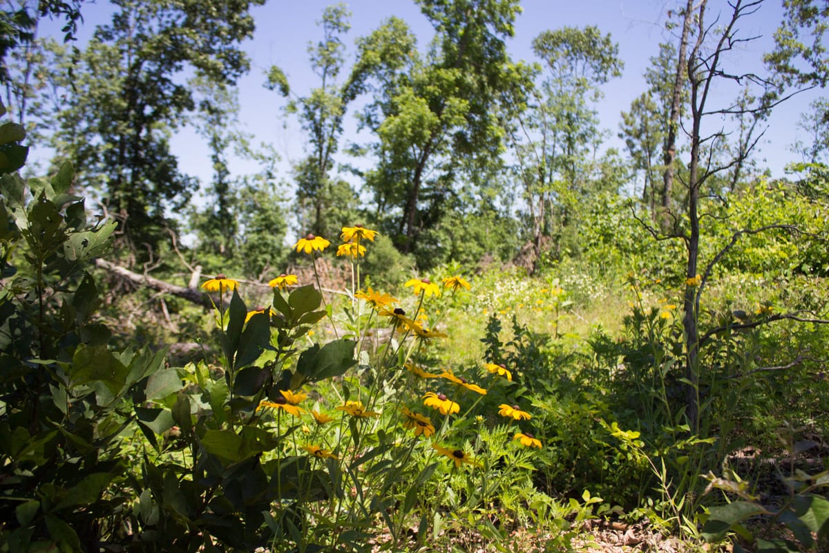 Timber Crossing Tract 11 photo 8
