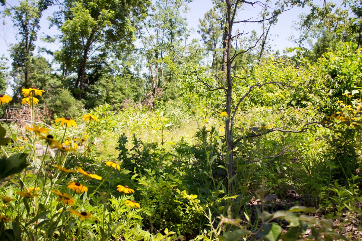 Timber Crossing Tract 11 photo 9
