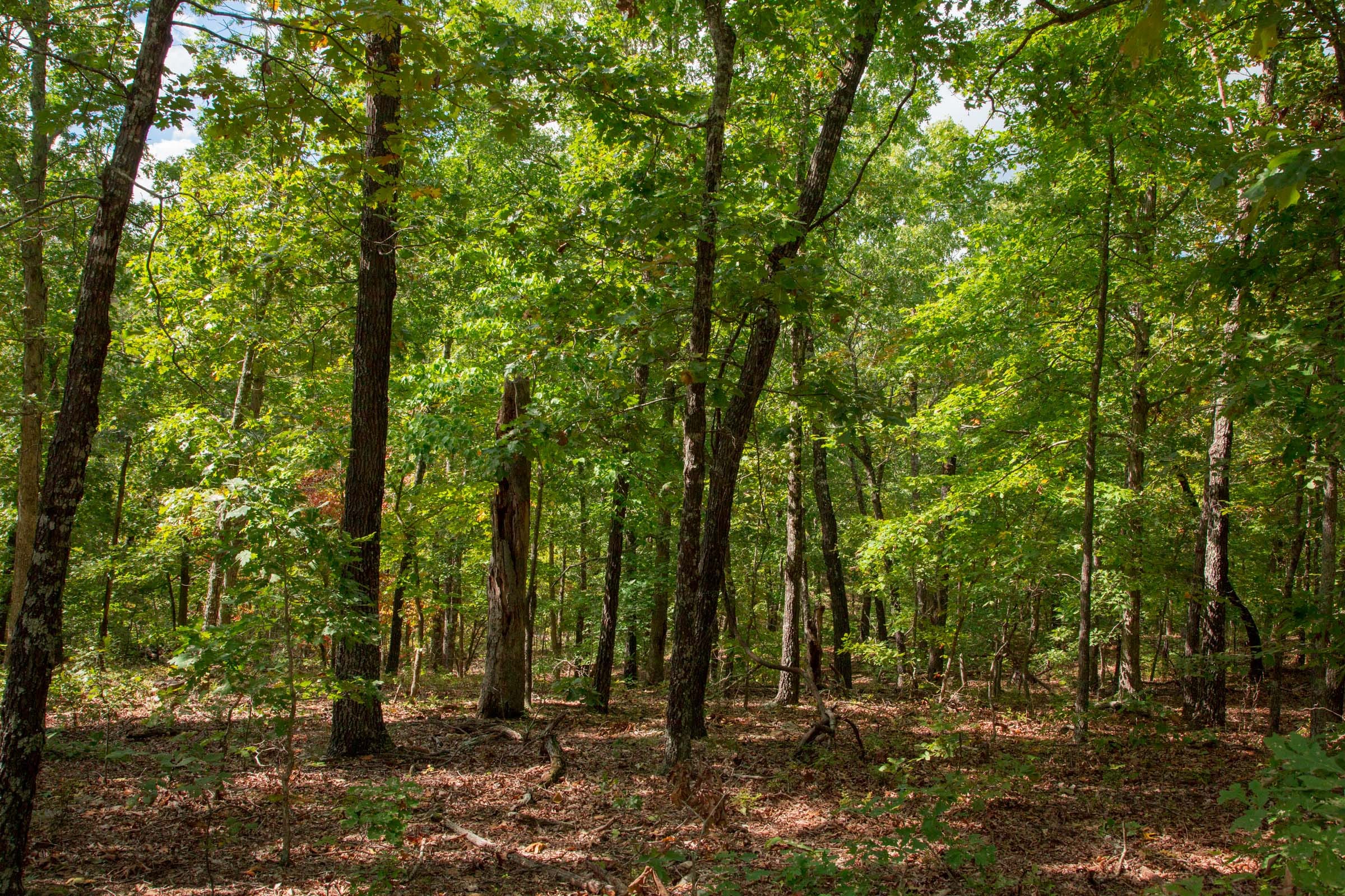 Wagon Wheel Ranch Tract 25 photo 5
