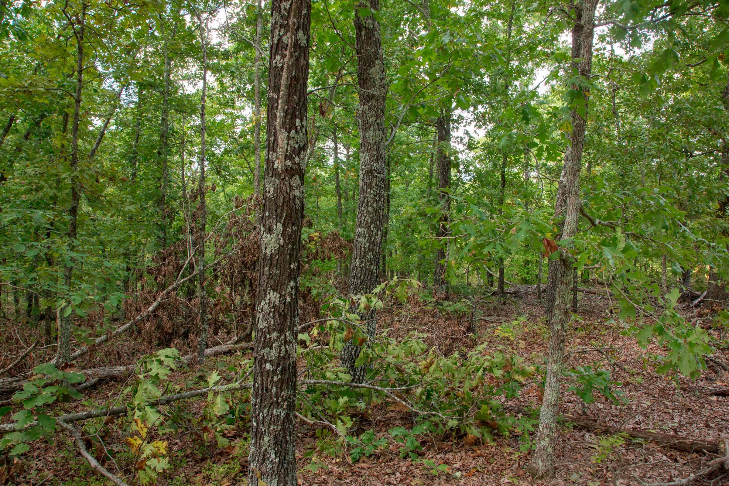 Wagon Wheel Ranch Tract 25 photo 6
