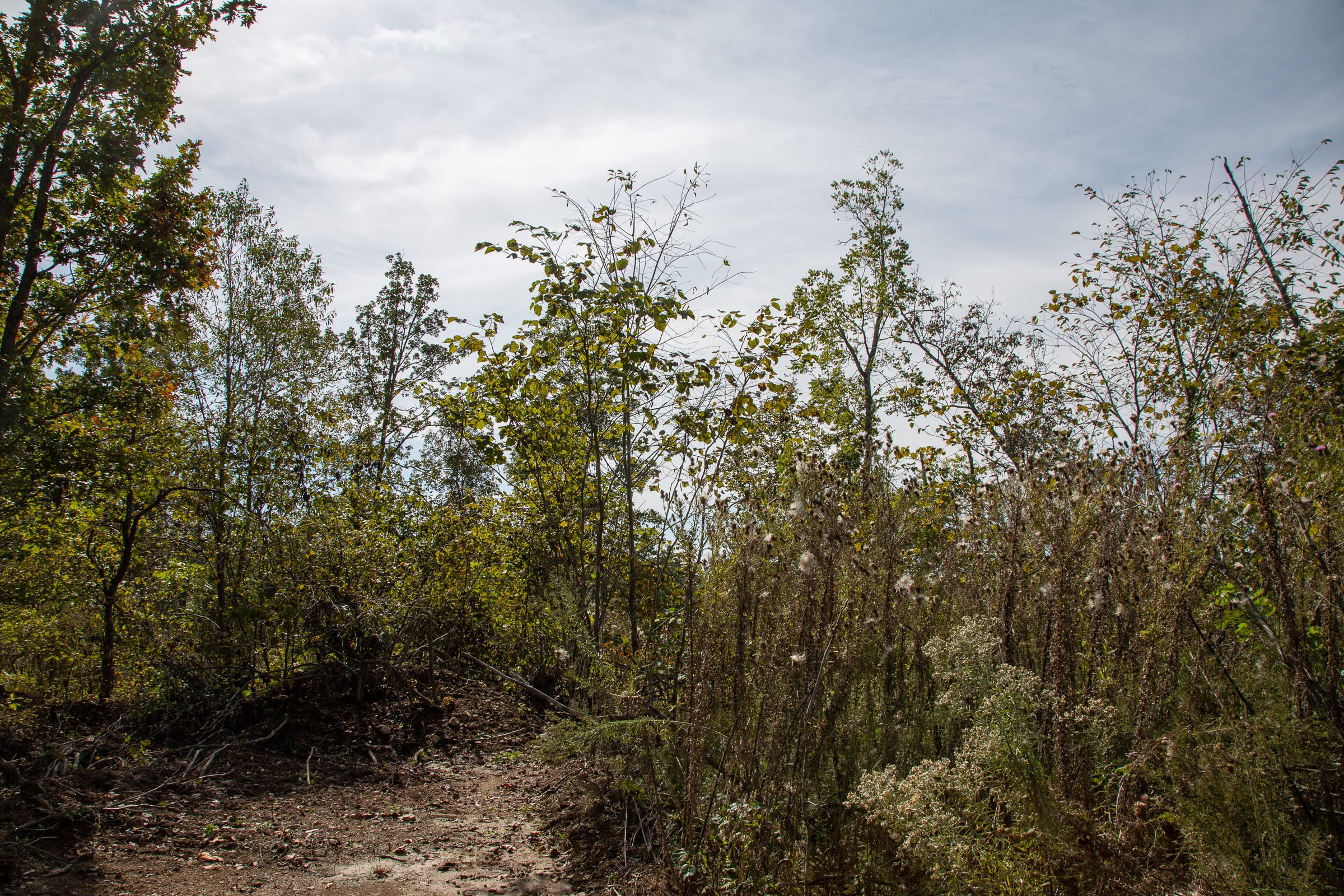 Borgmann’s Hollow Phase IV Tract 116 photo 2