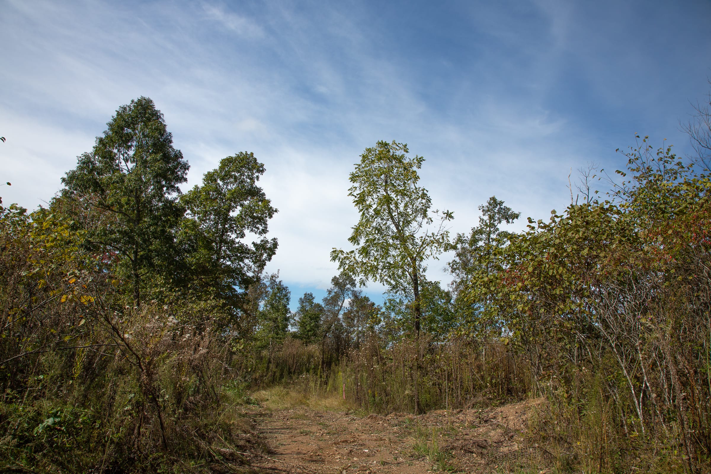 Borgmann’s Hollow Phase IV Tract 116 photo 3