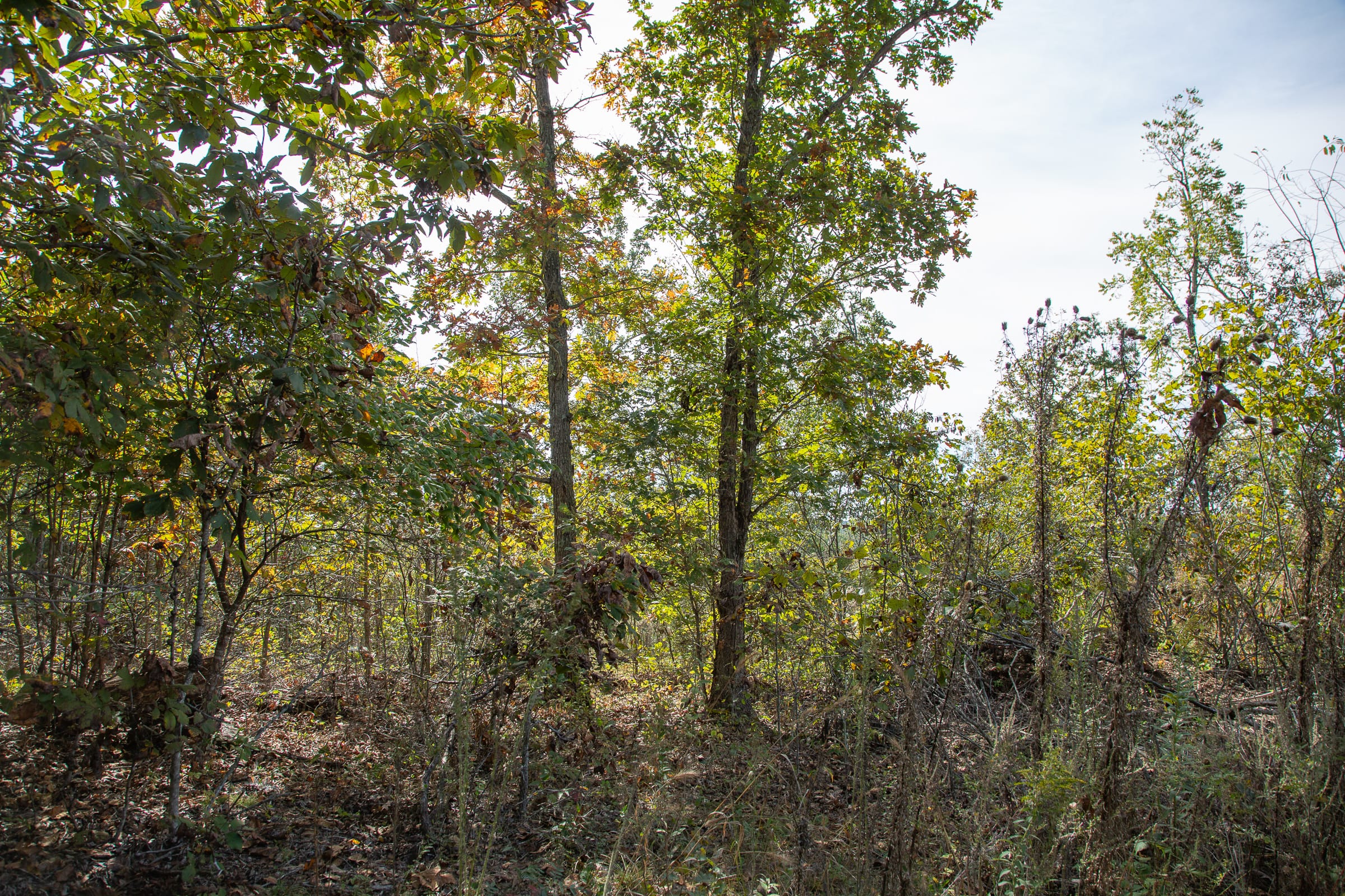 Borgmann’s Hollow Phase IV Tract 116 photo 4