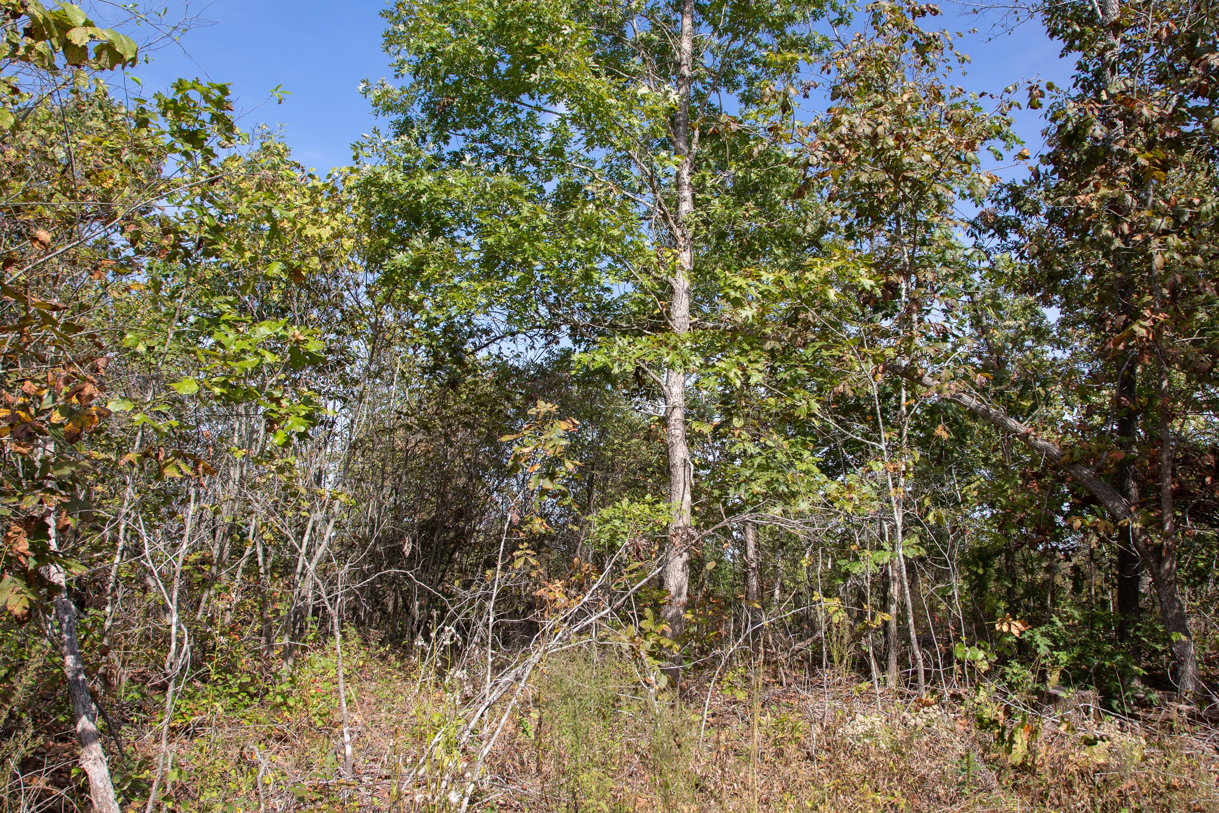 Borgmann’s Hollow Phase IV Tract 116 photo 6