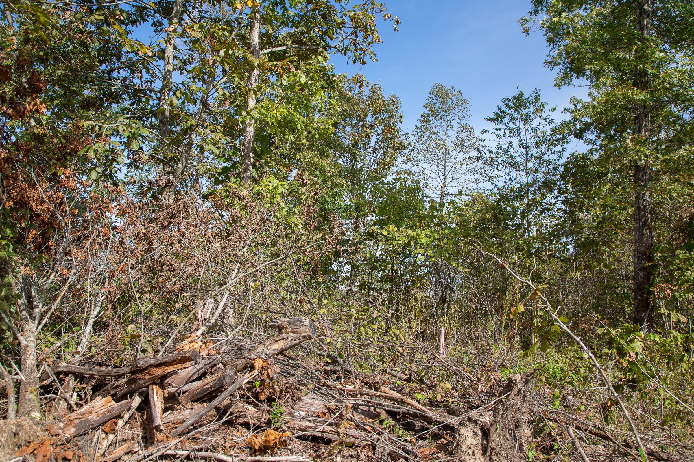 Borgmann’s Hollow Phase IV Tract 116 photo 8