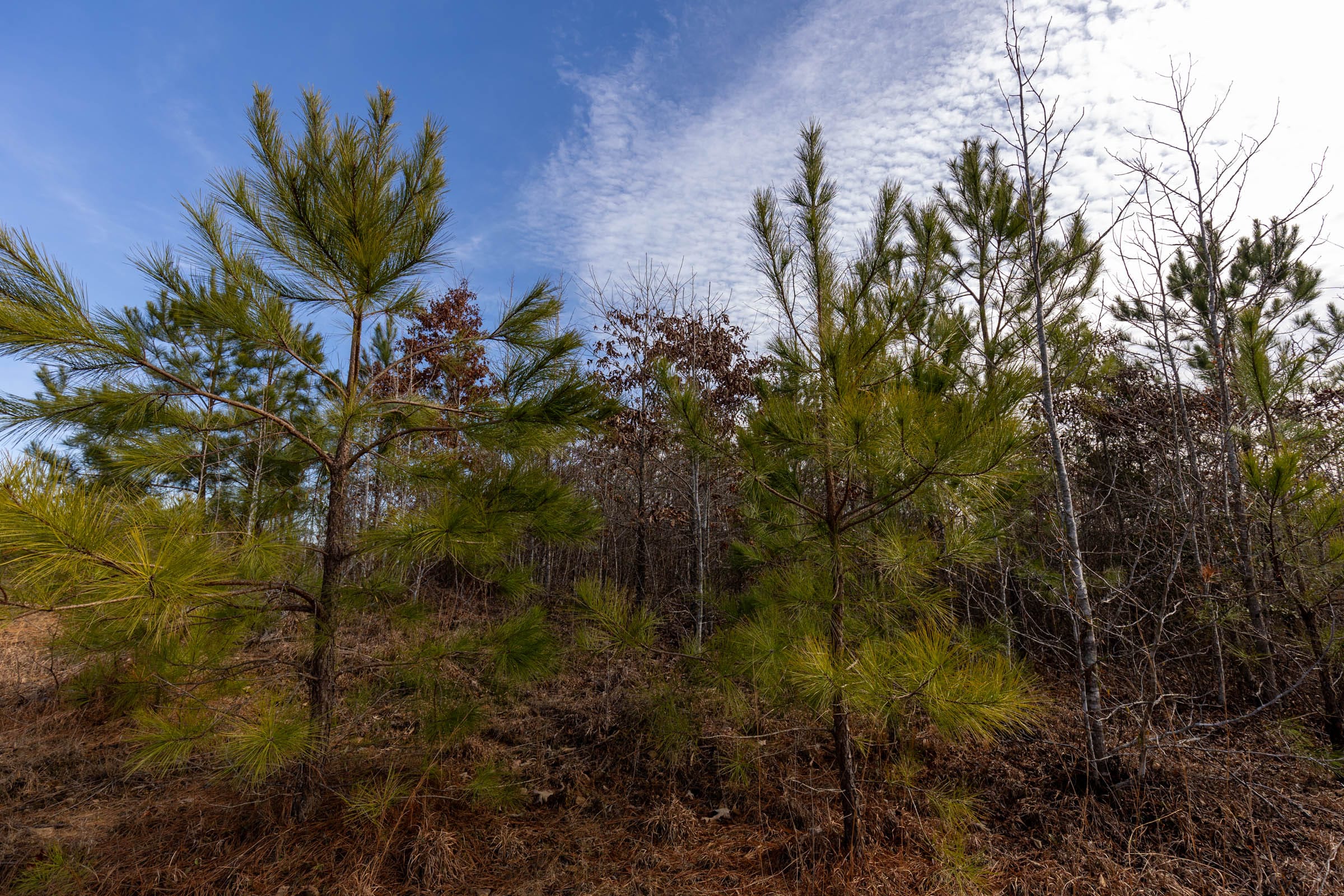 Baker Creek Tract 6 photo 8