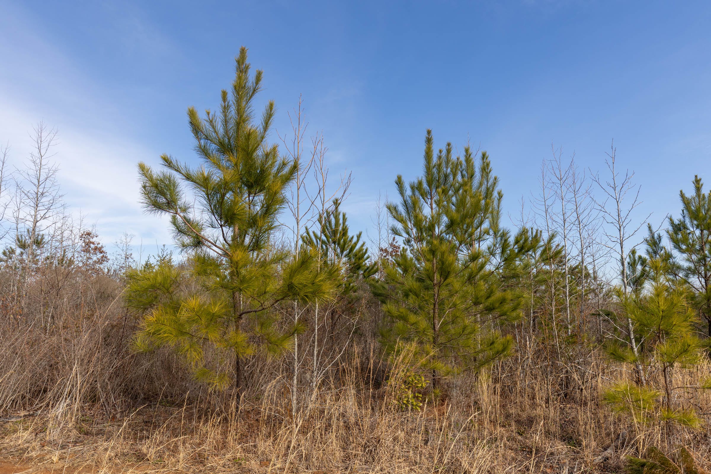 Baker Creek Tract 6 photo 7