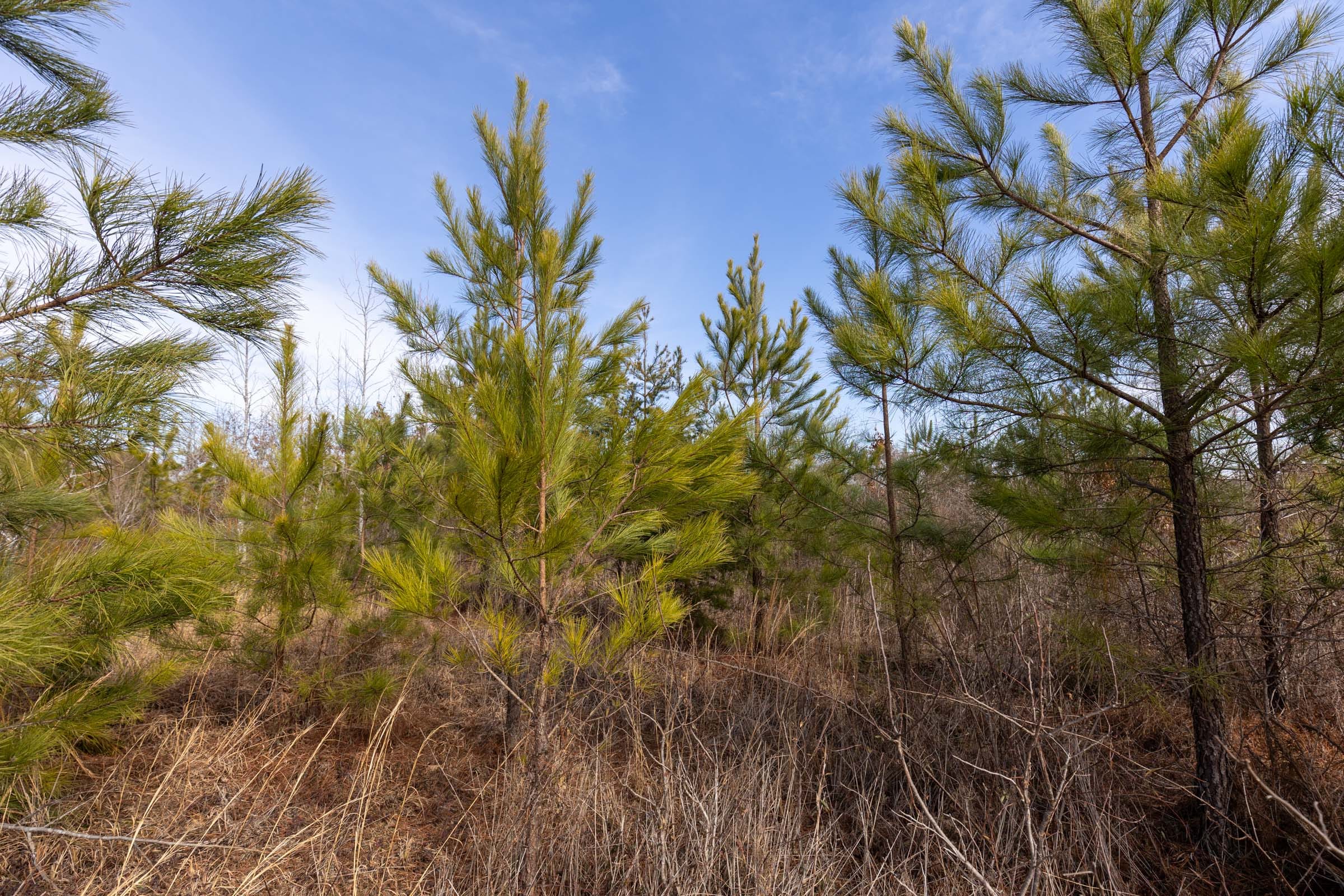 Baker Creek Tract 6 photo 6