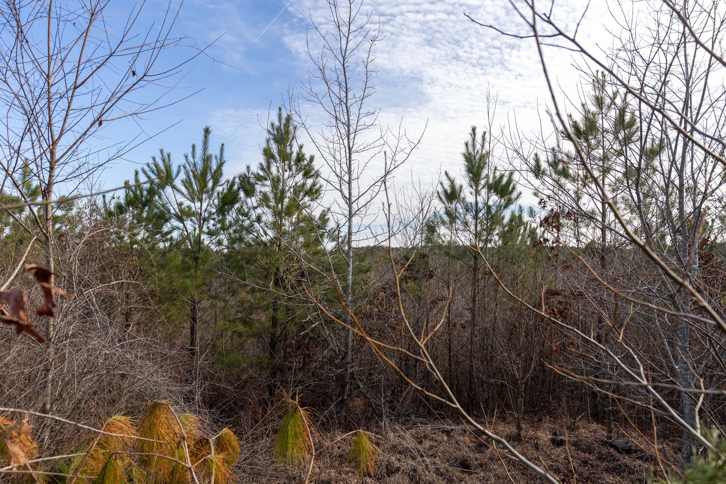 Baker Creek Tract 6 photo 4