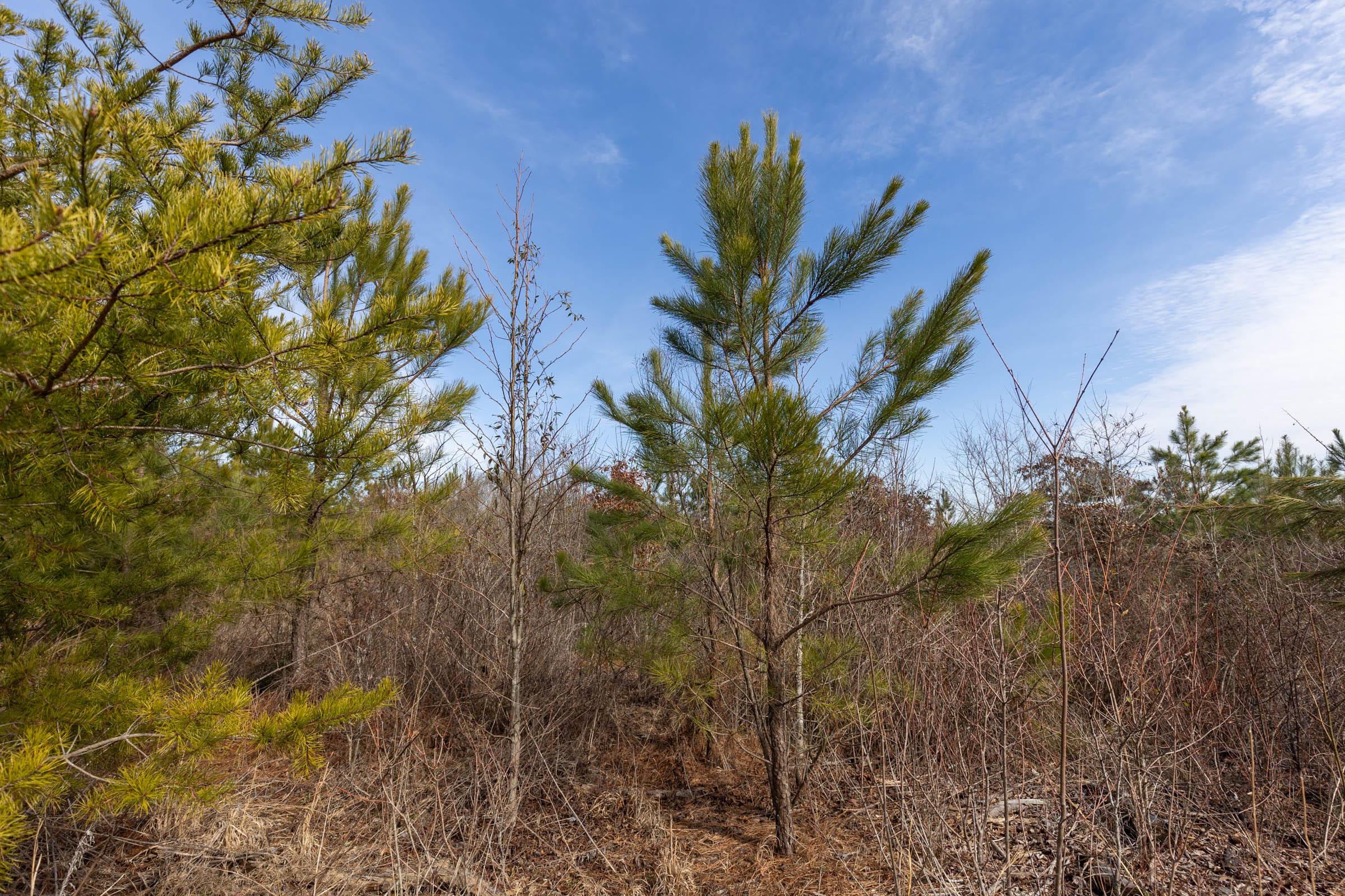 Baker Creek Tract 6 photo 2
