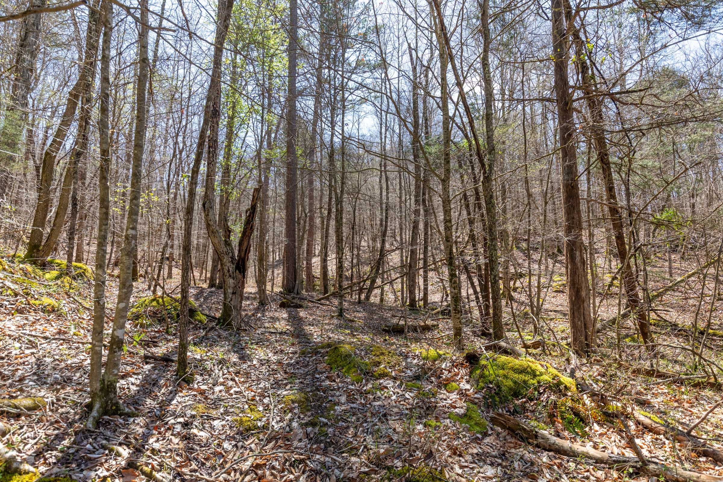 Woodland Heights Tract 7 photo 11