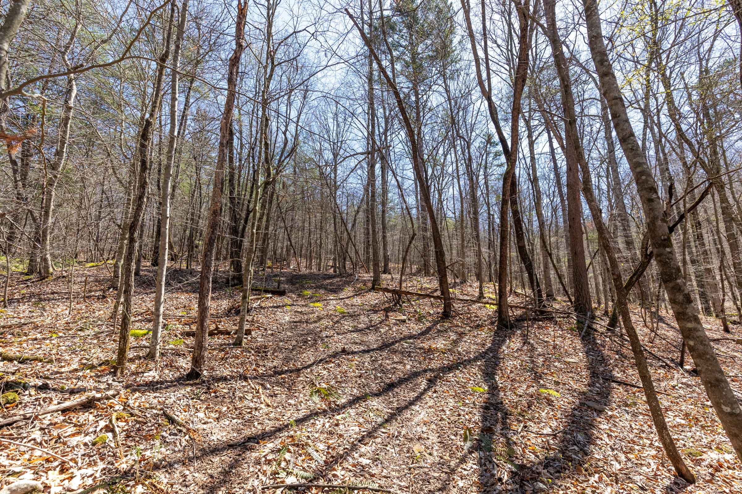 Woodland Heights Tract 7 photo 12