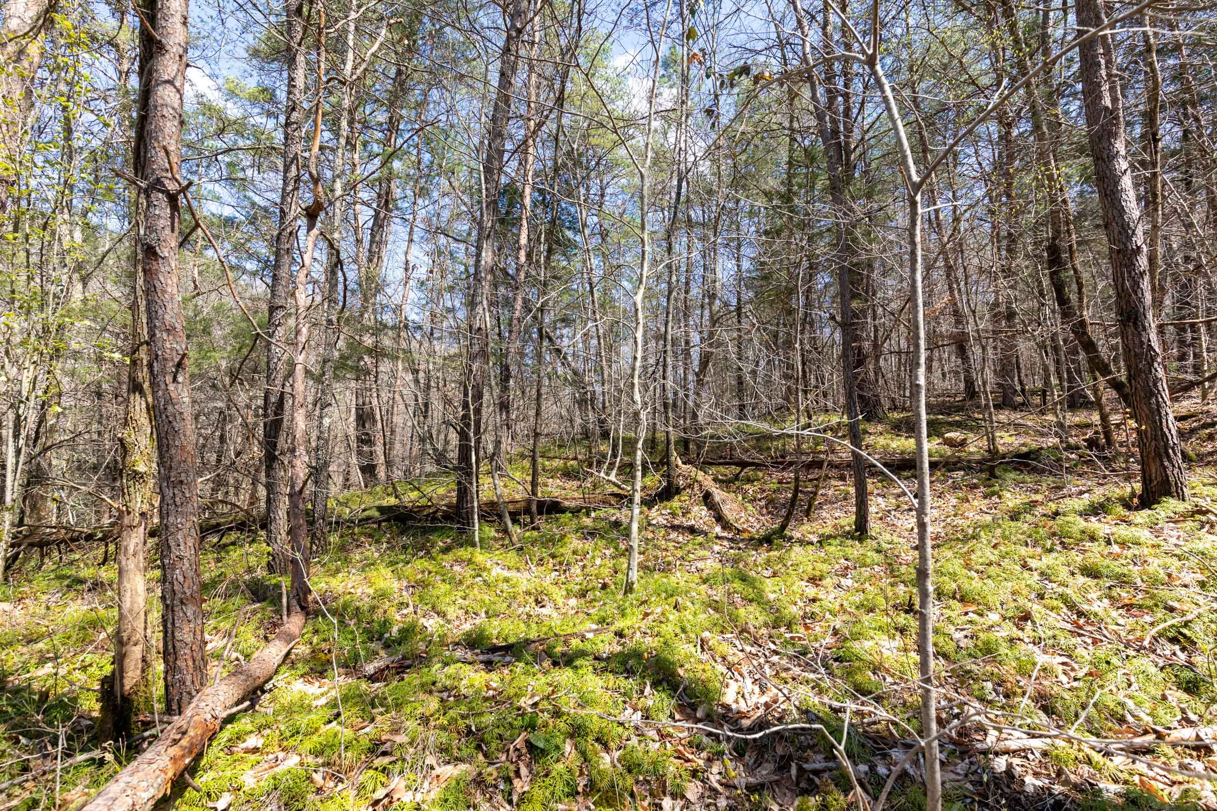 Woodland Heights Tract 7 photo 28